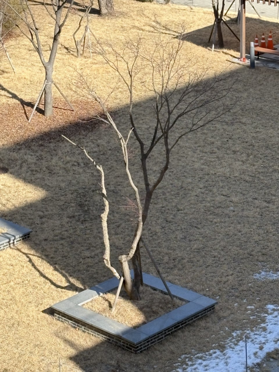 건물 그림자에 반쯤 가린 나무, 스마트폰으로 촬영